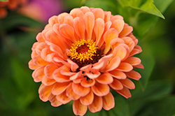 Benary's Giant Salmon Rose Zinnia (Zinnia 'Benary's Giant Salmon Rose') at Lakeshore Garden Centres