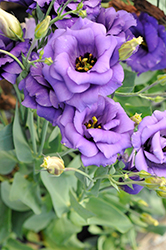 Echo Blue Lisianthus (Eustoma grandiflorum 'Echo Blue') at Lakeshore Garden Centres