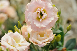 Echo Champagne Lisianthus (Eustoma grandiflorum 'Echo Champagne') at Lakeshore Garden Centres