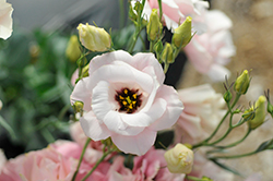 Echo Pink Lisianthus (Eustoma grandiflorum 'Echo Pink') at Lakeshore Garden Centres