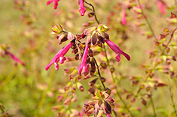 Fashion Cherry Sage (Salvia buchananii 'Fashion Cherry') at Lakeshore Garden Centres