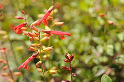 Fashion Orange Sage (Salvia buchananii 'Fashion Orange') at Lakeshore Garden Centres