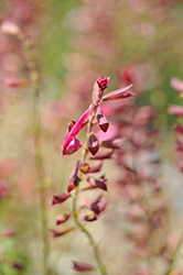 Fashion Rose Sage (Salvia buchananii 'Fashion Rose') at Lakeshore Garden Centres