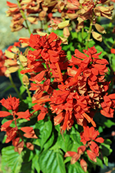 Sentry Sage (Salvia splendens 'Sentry') at Lakeshore Garden Centres
