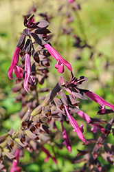 Fashion Burgundy Sage (Salvia buchananii 'Fashion Burgundy') at Lakeshore Garden Centres