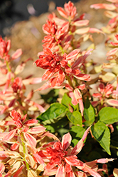 Grandstand Creme Cycle Salvia (Salvia splendens 'Grandstand Creme Cycle') at Lakeshore Garden Centres