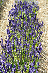 Sallyfun Deep Ocean Salvia (Salvia farinacea 'Sallyfun Deep Ocean') at Lakeshore Garden Centres
