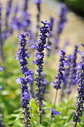 Sallyfun Blue Sky Salvia (Salvia farinacea 'Sallyfun Blue Sky') at Lakeshore Garden Centres