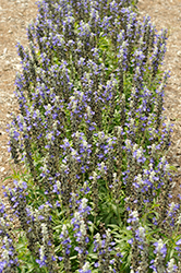 Sallyfun Blue Ice Salvia (Salvia farinacea 'Sallyfun Blue Ice') at Lakeshore Garden Centres