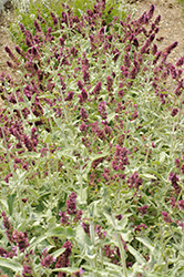 Lancelot Canary Island Sage (Salvia canariensis 'Lancelot') at Lakeshore Garden Centres