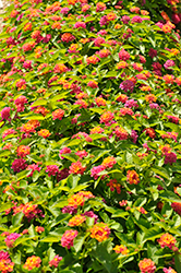 Bloomify Rose Lantana (Lantana camara 'UF-1011-2') at Lakeshore Garden Centres