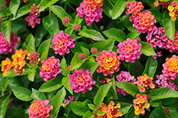 Bloomify Rose Lantana (Lantana camara 'UF-1011-2') at Lakeshore Garden Centres