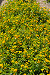 Landmark Gold Lantana (Lantana camara 'Balandgold') at Lakeshore Garden Centres