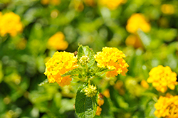 Landmark Gold Lantana (Lantana camara 'Balandgold') at Lakeshore Garden Centres