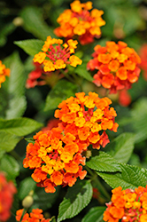 Landmark Red Lantana (Lantana camara 'Balandred') at Lakeshore Garden Centres