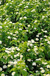Landmark White Lantana (Lantana camara 'Balucwhit') at Lakeshore Garden Centres