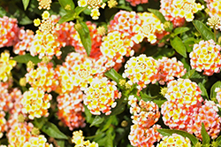 Lucky Peach Lantana (Lantana camara 'Balucpea20') at Lakeshore Garden Centres