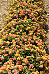 Lucky Peach Lantana (Lantana camara 'Balucpea20') at Lakeshore Garden Centres
