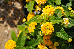 Lucky Pot of Gold Lantana (Lantana camara 'Balucgold') at Lakeshore Garden Centres