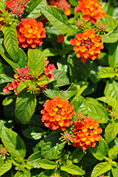Gem Compact Orange Fire Lantana (Lantana camara 'Gem Compact Orange Fire') at Lakeshore Garden Centres