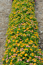 Gem Compact Rose Quartz Lantana (Lantana camara 'Gem Compact Rose Quartz') at Lakeshore Garden Centres