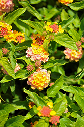 Gem Compact Rose Quartz Lantana (Lantana camara 'Gem Compact Rose Quartz') at Lakeshore Garden Centres