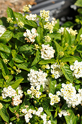 Gem Compact White Sapphire Lantana (Lantana camara 'Gem Compact White Sapphire') at Lakeshore Garden Centres