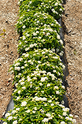 Gem Compact White Sapphire Lantana (Lantana camara 'Gem Compact White Sapphire') at Lakeshore Garden Centres