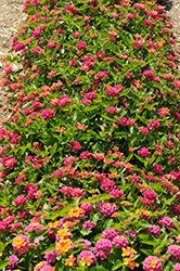 Havana Cherry Lantana (Lantana 'Havana Cherry') at Lakeshore Garden Centres