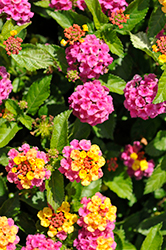 Havana Cherry Lantana (Lantana 'Havana Cherry') at Lakeshore Garden Centres