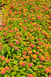 Landscape Bandana Red Lantana (Lantana camara 'Landscape Bandana Red') at Lakeshore Garden Centres