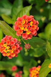 Landscape Bandana Red Lantana (Lantana camara 'Landscape Bandana Red') at Lakeshore Garden Centres