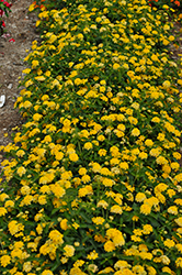 Landscape Bandana Yellow Lantana (Lantana camara 'Landscape Bandana Yellow') at A Very Successful Garden Center