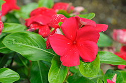 Mega Bloom Dark Red Vinca (Catharanthus roseus 'Mega Bloom Dark Red') at Lakeshore Garden Centres