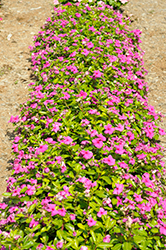Pacifica XP Lilac Vinca (Catharanthus roseus 'Pacifica XP Lilac') at Lakeshore Garden Centres