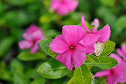 Pacifica XP Lilac Vinca (Catharanthus roseus 'Pacifica XP Lilac') at Lakeshore Garden Centres