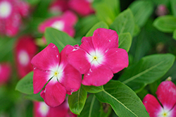 Pacifica XP Magenta Halo Vinca (Catharanthus roseus 'Pacifica XP Magenta Halo') at Lakeshore Garden Centres