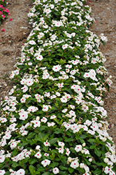 Pacifica XP Polka Dot Vinca (Catharanthus roseus 'Pacifica XP Polka Dot') at Lakeshore Garden Centres