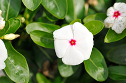 Pacifica XP Polka Dot Vinca (Catharanthus roseus 'Pacifica XP Polka Dot') at Lakeshore Garden Centres