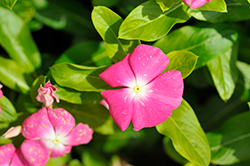 Pacifica XP Rose Halo Vinca (Catharanthus roseus 'Pacifica XP Rose Halo') at Lakeshore Garden Centres