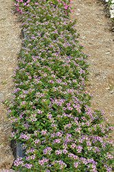 Soiree Kawaii Blueberry Kiss Vinca (Catharanthus roseus 'Soiree Kawaii Blueberry Kiss') at Lakeshore Garden Centres