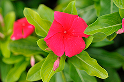 Vitesse Dark Red Vinca (Catharanthus roseus 'Vitesse Dark Red') at Lakeshore Garden Centres