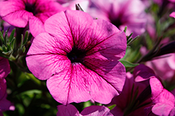 Easy Wave Rose Fusion Petunia (Petunia 'PAS1302767') at Lakeshore Garden Centres