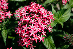 Glitterati Red Star Star Flower (Pentas lanceolata 'PAS1171780') at Lakeshore Garden Centres