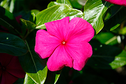 Valiant Magenta Vinca (Catharanthus roseus 'PAS1305707') at Lakeshore Garden Centres