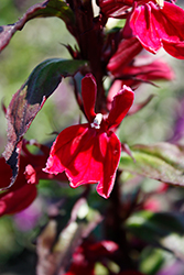 Starship Burgundy Lobelia (Lobelia 'Starship Burgundy') at Lakeshore Garden Centres