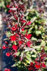 Starship Burgundy Lobelia (Lobelia 'Starship Burgundy') at Lakeshore Garden Centres