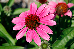 Sombrero Rosada Coneflower (Echinacea 'Balsomrosa') at Peter Knippel Garden Centre