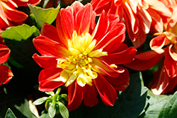 Dalaya Fireball Dahlia (Dahlia 'Baldenire') at Lakeshore Garden Centres