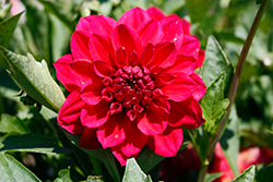 Dalaya Raspberry Dahlia (Dahlia 'Dalaya Raspberry') at Lakeshore Garden Centres